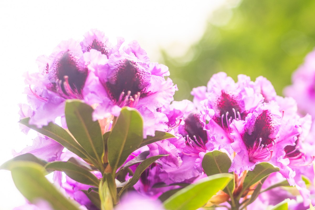 Symbolic photo: In my garden - with stories and poems // &copy; Andr&eacute; Pristaff (TuK)