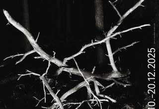 © ©Caspar-David-Friedrich-Gesellschaft e. V.