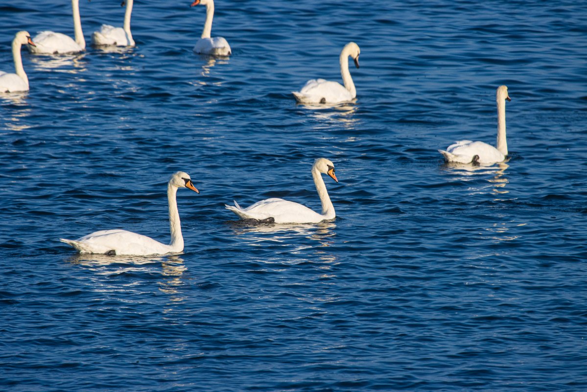 Reederei-Zingst-Oswald-Evening Cruises-003, &copy; Wei&szlig;e Flotte GmbH