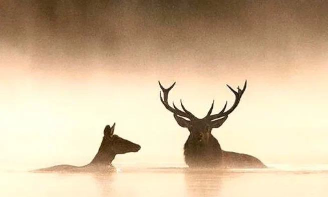 &copy; Vincent Munier