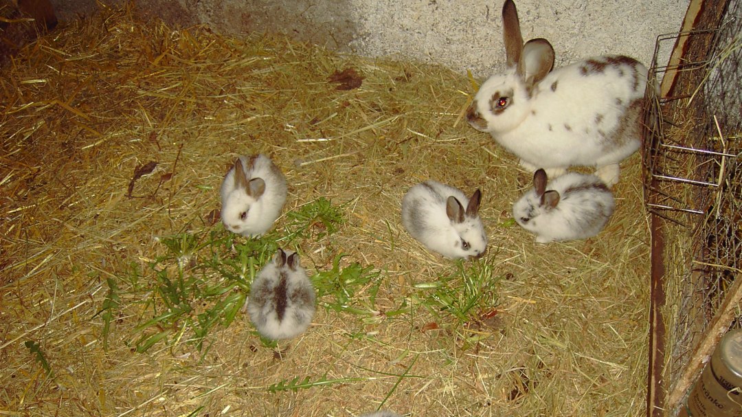 Onze kleintjes in het Birkenhof, &copy; Birgit Possehl