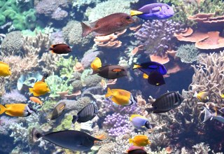 Coral reef at Rostock Zoo, © Zoo Rostock/Kloock