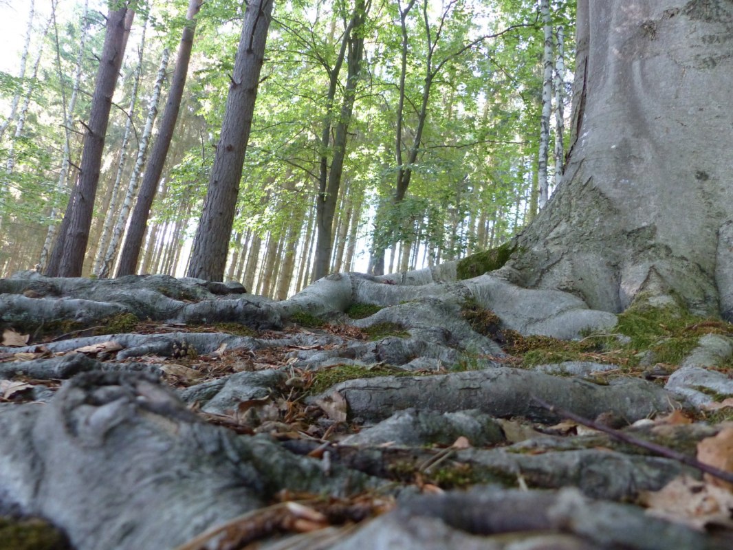 &copy; Bianca Schubert