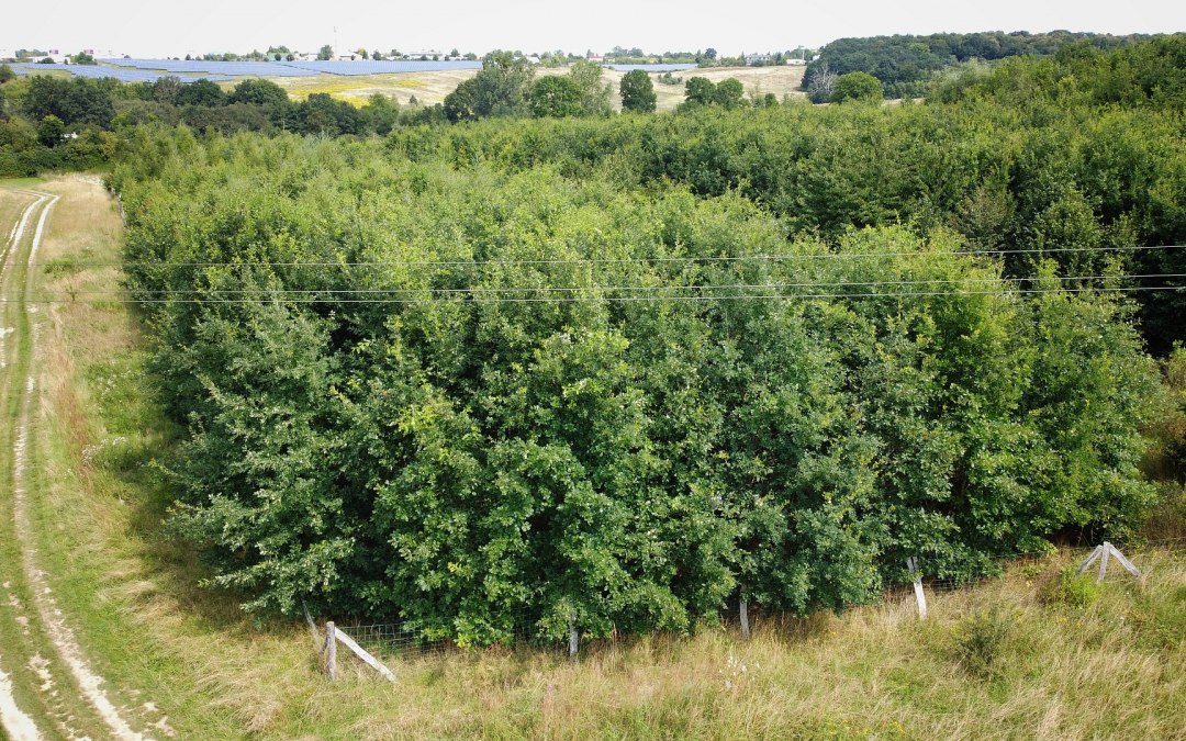 Klimaatbos Neubrandenburg, © Landesforst MV