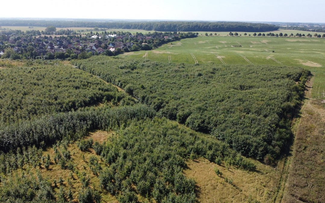Klimawald Haren Steinfeld, © Landesforst MV