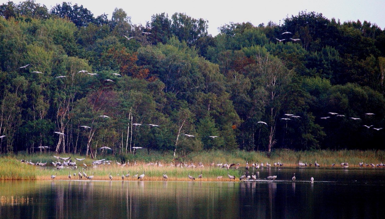 Kraanvogels in het water, © Reinhard Sobiech Kraanvogels in het water, © Reinhard Sobiech