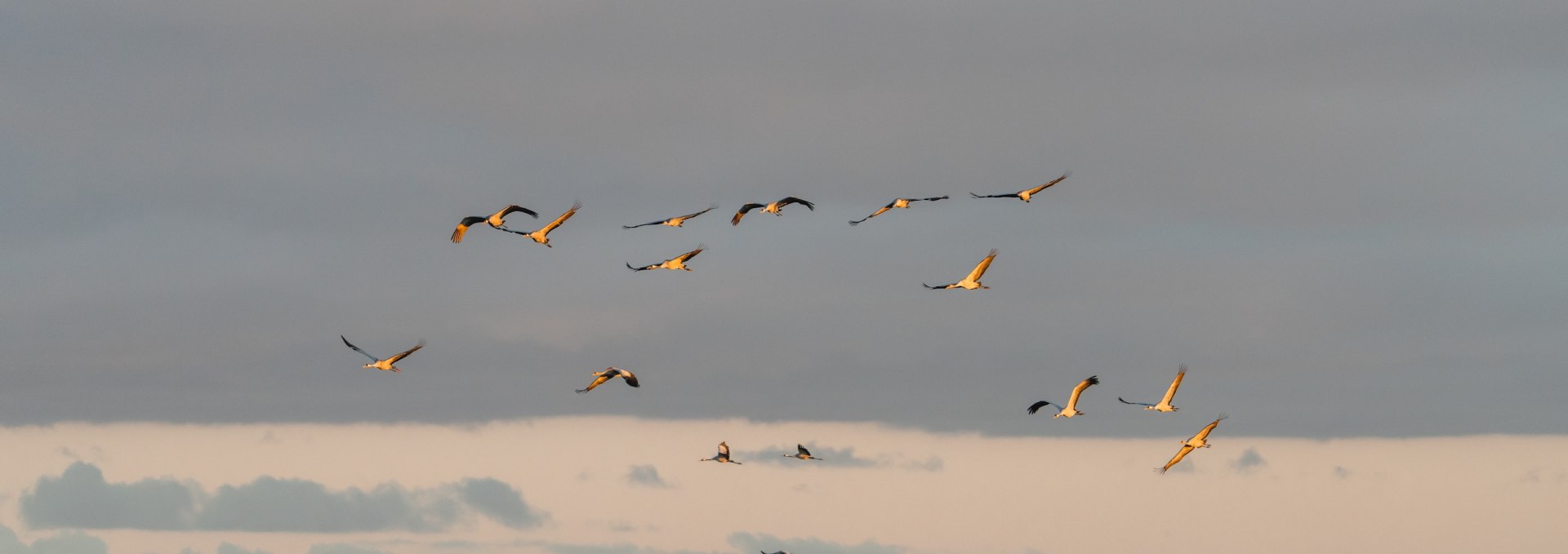 Kraanvogels vliegen bij zonsopgang over een meer in het Vorpommersche Boddenlandschaft National Park, terwijl andere kraanvogels in het water staan.