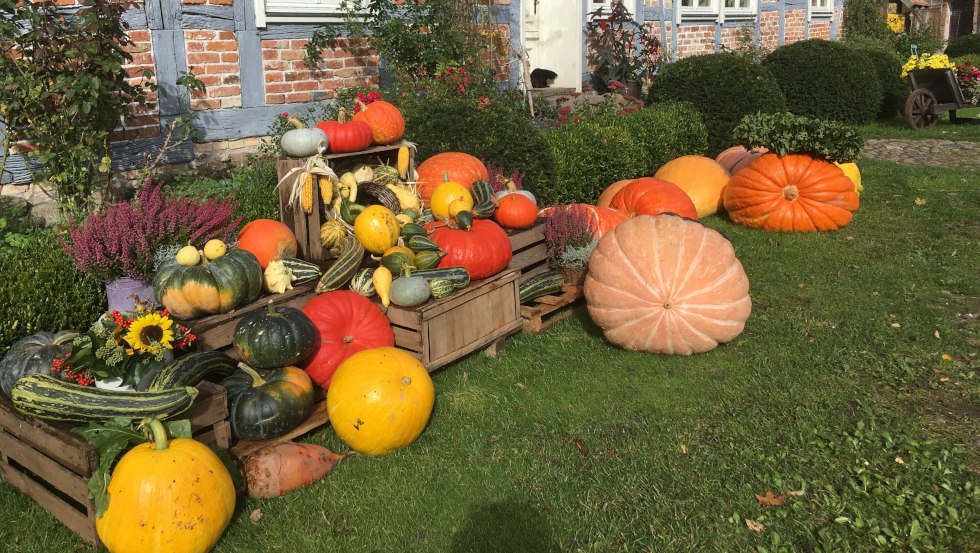Een grote selectie pompoenen, © Renate Topp