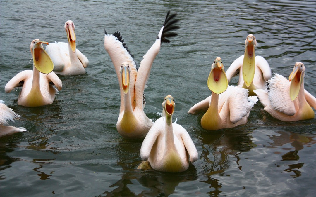 Hongerige pelikanen, © Vogelpark Marlow