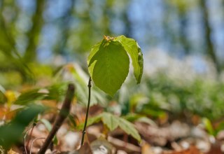 &copy; Foto-Burwitz-Pocha