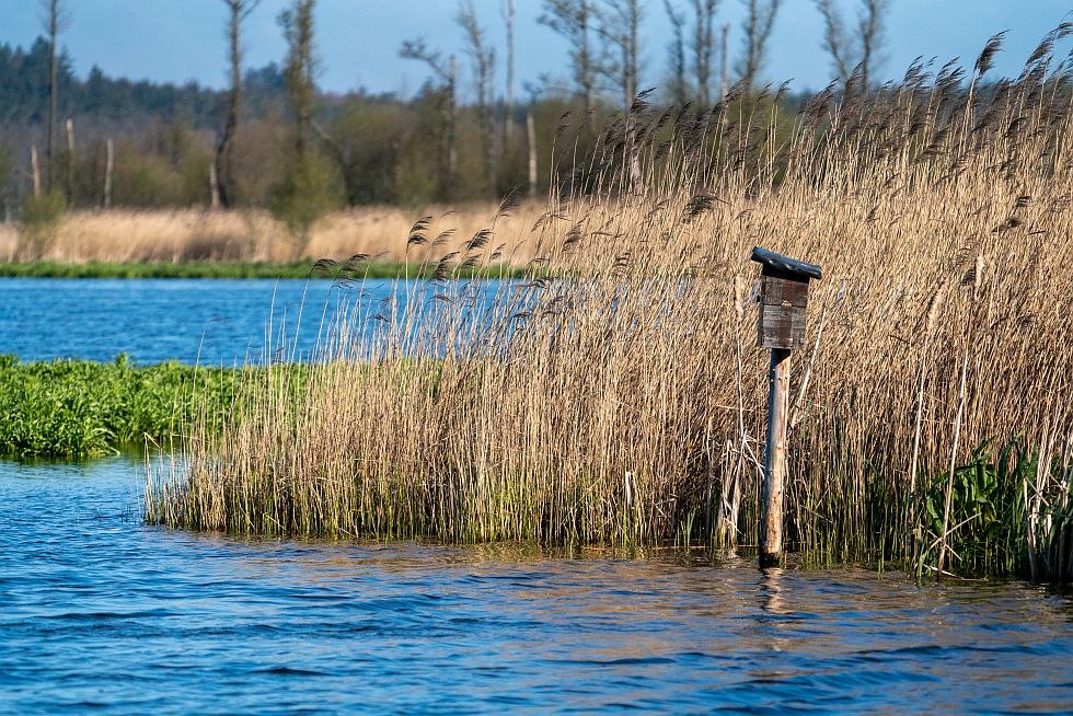Op de veenweiden aan het meer van Malchin kun je de natuur van haar oorspronkelijke kant ontdekken, © Tourismusverband Mecklenburgische Seenplatte/Tobias Kramer