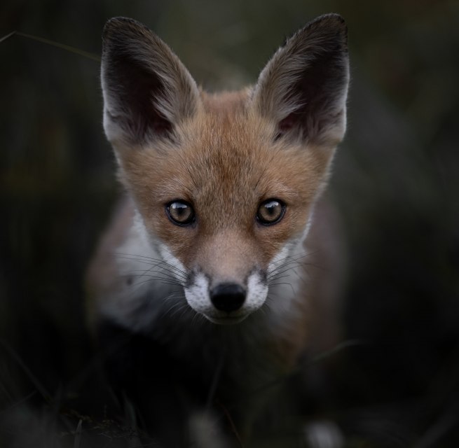 © Vincent Munier © Vincent Munier