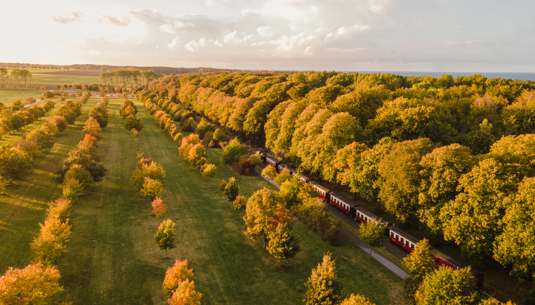 The Molli - the old steam locomotive runs along the avenue at sunset in the fall. // The nostalgic train strolls through the autumn landscape between forest and meadow // © MV-T/Scholz-Witzel The Molli - the old steam locomotive runs along the avenue at sunset in the fall.