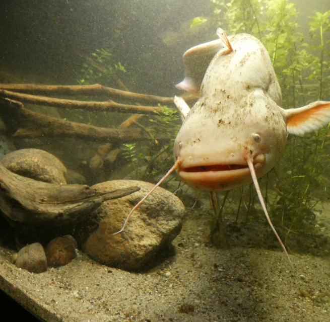 Wels im Aquarium des Müritzeums // © Birte Schadlowski/Müritzeum Wels im Aquarium des Müritzeums // © Birte Schadlowski/Müritzeum