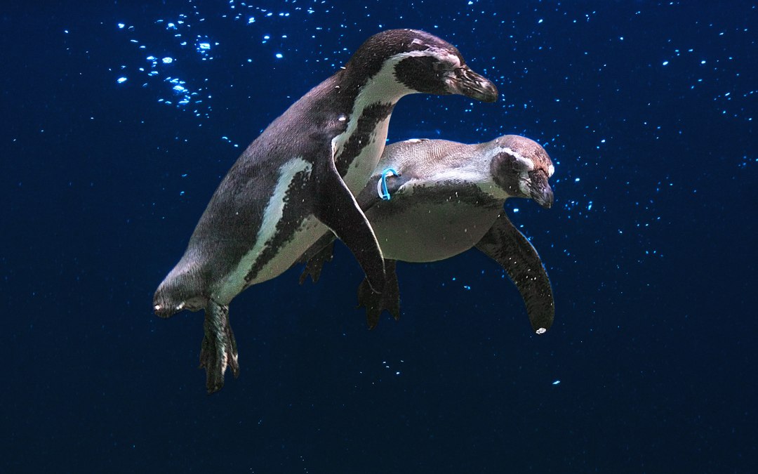 Flying penguins, © Vogelpark Marlow