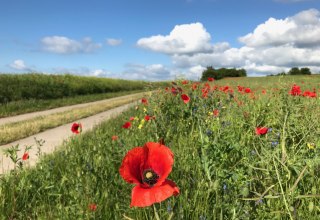 Das Seedorfer Hügelland summt und blüht und eröffnet herrliche Ausblicke. // © Kurverwaltung Sellin Das Seedorfer Hügelland summt und blüht und eröffnet herrliche Ausblicke. // © Kurverwaltung Sellin