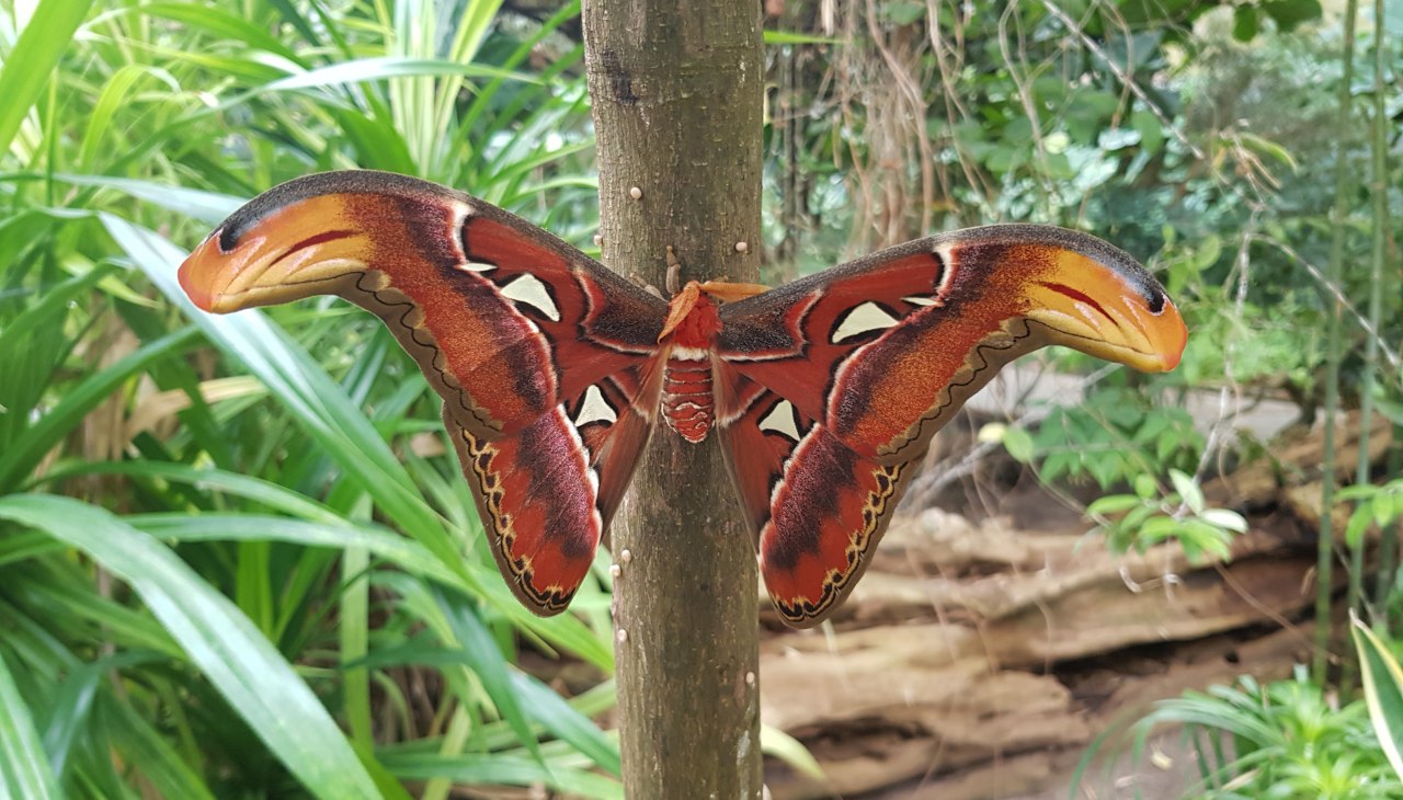 20210311_133030, &copy; Schmetterlingsfarm/Heike Schnelle