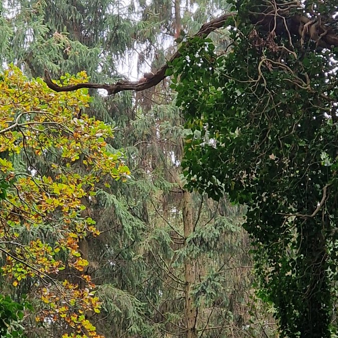 Wald mit Eichhörnchen Quadrat, © KV Mönchgut