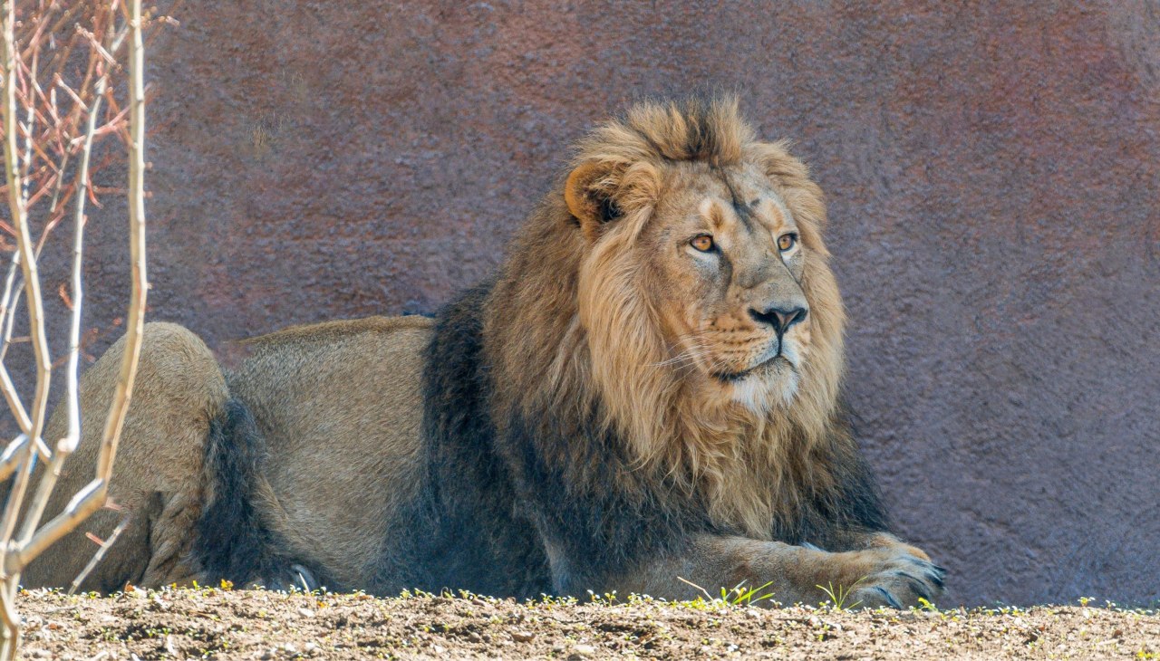 Lew azjatycki - Zoo w Schwerinie, &copy; Zoo Schwerin