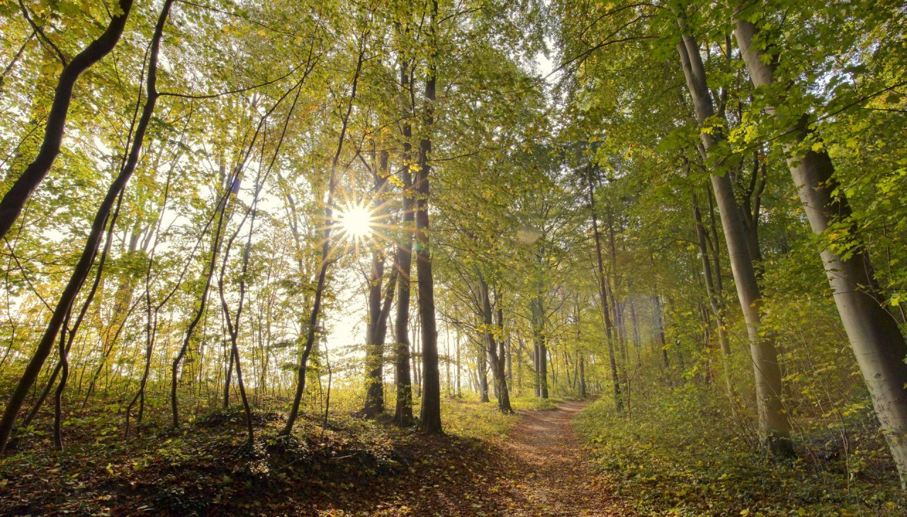 Kąpiel w lesie jesienią (c) Kurverwaltung Goehren Martin Stoever_10-2016_P5I4842, © Kurverwaltung Goehren / Martin Stoever