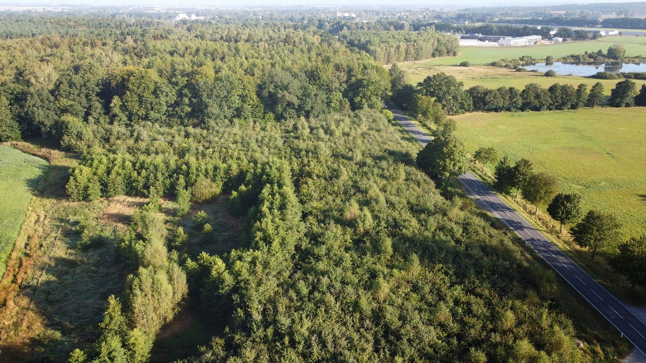 Klimatyczny las Bützow // © Landesforst MV Klimatyczny las Bützow // © Landesforst MV