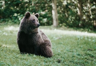 Ruhig sitzt der Braunbär auf der Wiese, sein dichtes Fell glänzt im Licht, das durch die Baumkronen fällt. Im Bärenwald Müritz bei Stuer finden gerettete Bären ein artgerechtes Zuhause auf 16 Hektar Wald. Hier lässt sich beobachten, wie die Tiere in ihrem natürlichen Rhythmus leben – ein berührendes Naturerlebnis. // © 1000seen.de Ruhig sitzt der Braunbär auf der Wiese, sein dichtes Fell glänzt im Licht, das durch die Baumkronen fällt. Im Bärenwald Müritz bei Stuer finden gerettete Bären ein artgerechtes Zuhause auf 16 Hektar Wald. Hier lässt sich beobachten, wie die Tiere in ihrem natürlichen Rhythmus leben – ein berührendes Naturerlebnis. // © 1000seen.de