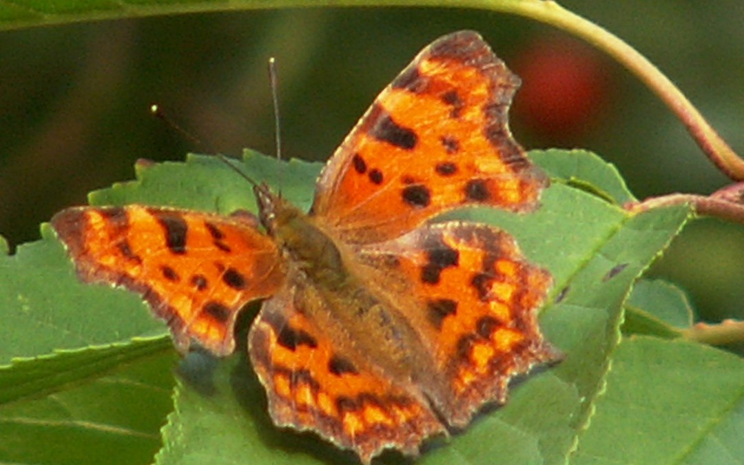 a small butterfly species, © Dr. Volker Thiele