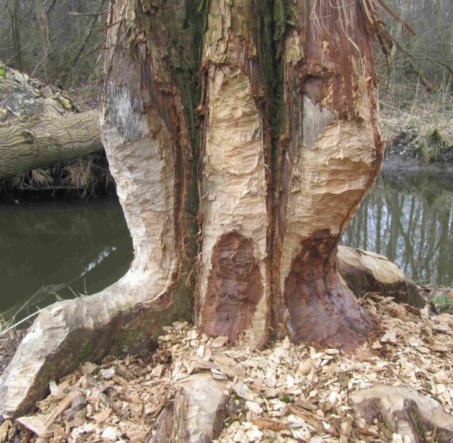 Tree gnawed by beavers, &copy; Gudrun Marin-Ziegler