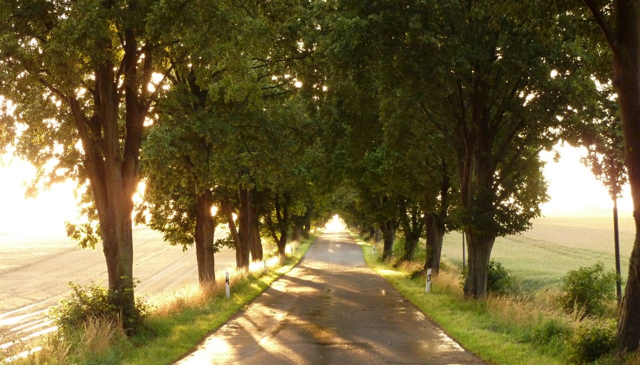 Avenue in het zonlicht, © Gutshaus Pohnstorf GbR