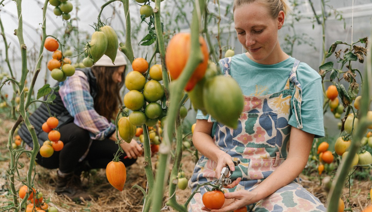 Our greenhouse full of tomatoes, &copy; Michael Taterka