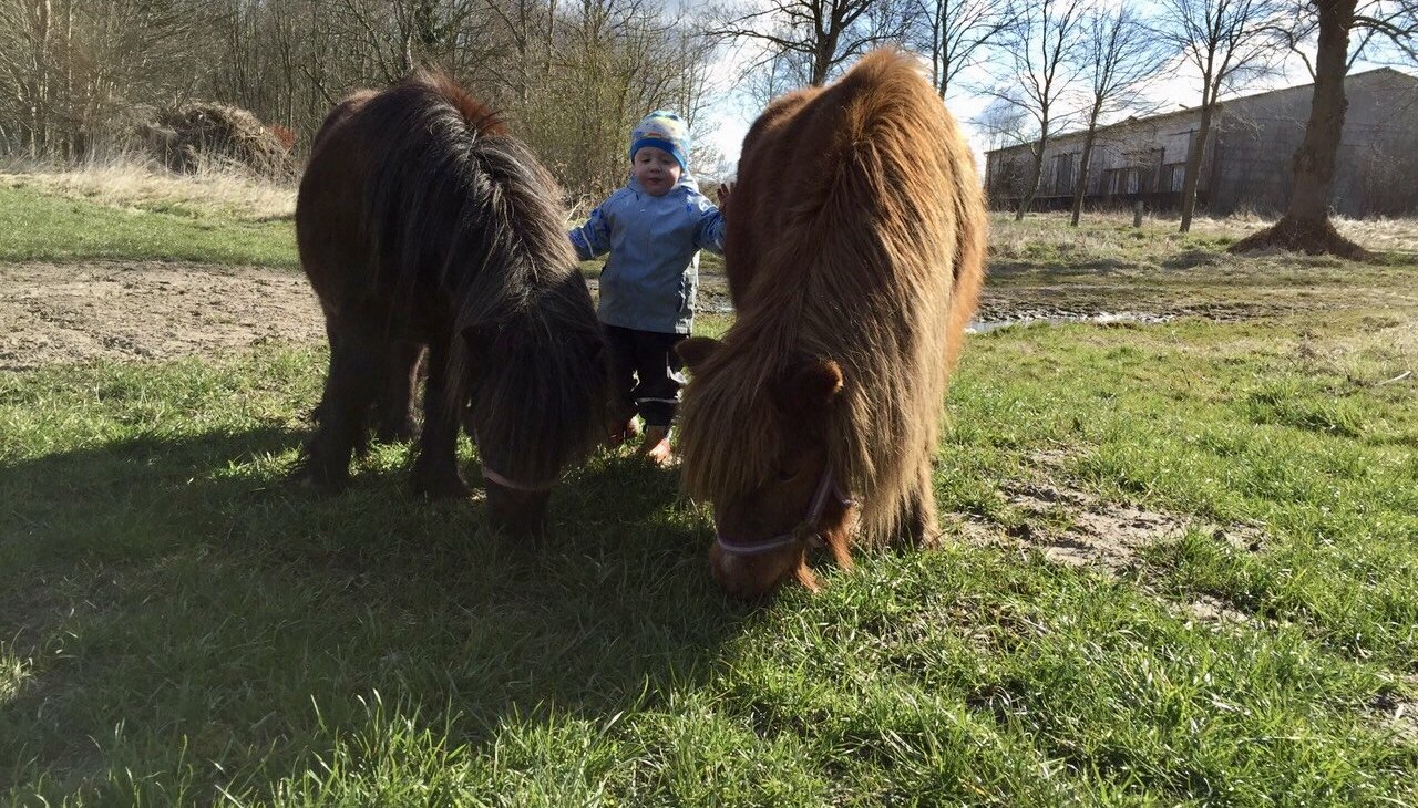 Ponyritjes zijn ook mogelijk op afspraak, © © Hannas Ranch