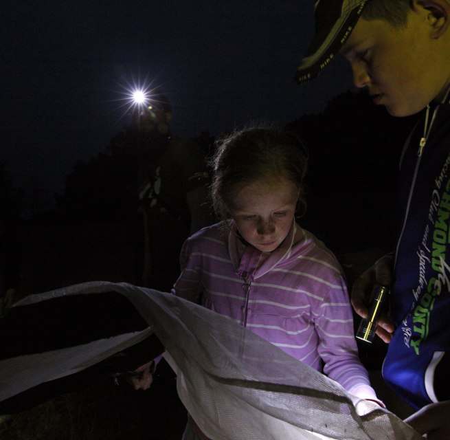 Exciting moth cinema // &copy; Biosph&auml;renreservatsamt Schaalsee-Elbe