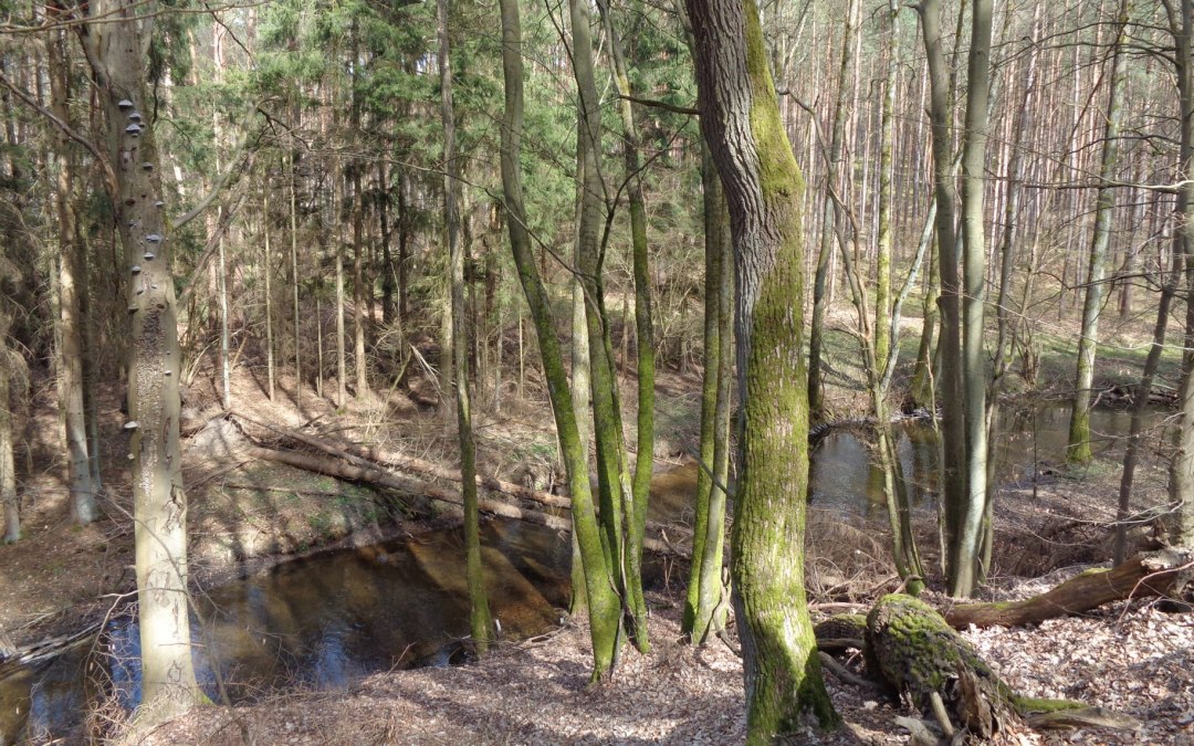 küstrinchenbach, © Britta Daedelow-Seydl