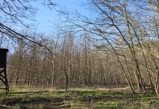 Sinds 2009 groeien er bomen in het klimaatbos Damerow (eiland Usedom). // &copy; Landesforst MV