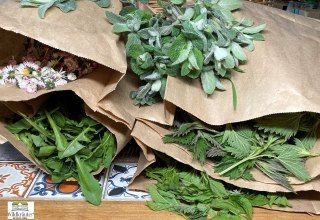 Wild herbs // &copy; Jolanta Grenke