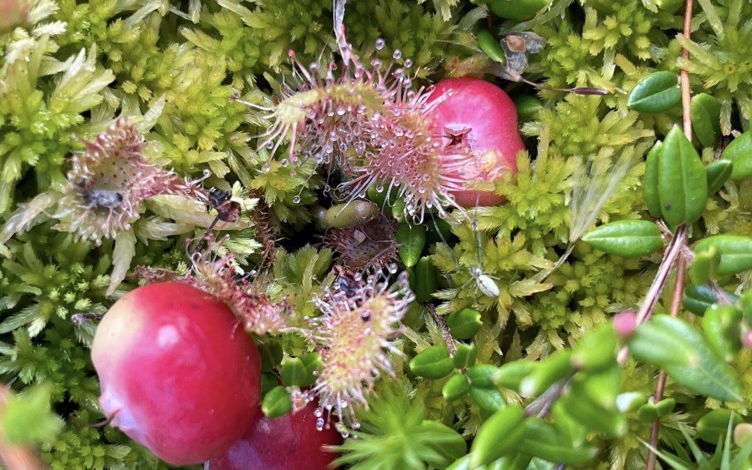 Rosiczka, © TZ Südliche Boddenküste Rosiczka, © TZ Südliche Boddenküste