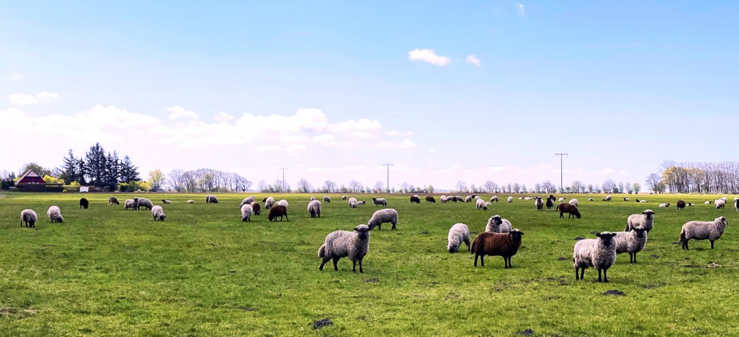 Zwartkopschaap, © Südliche Boddenküste