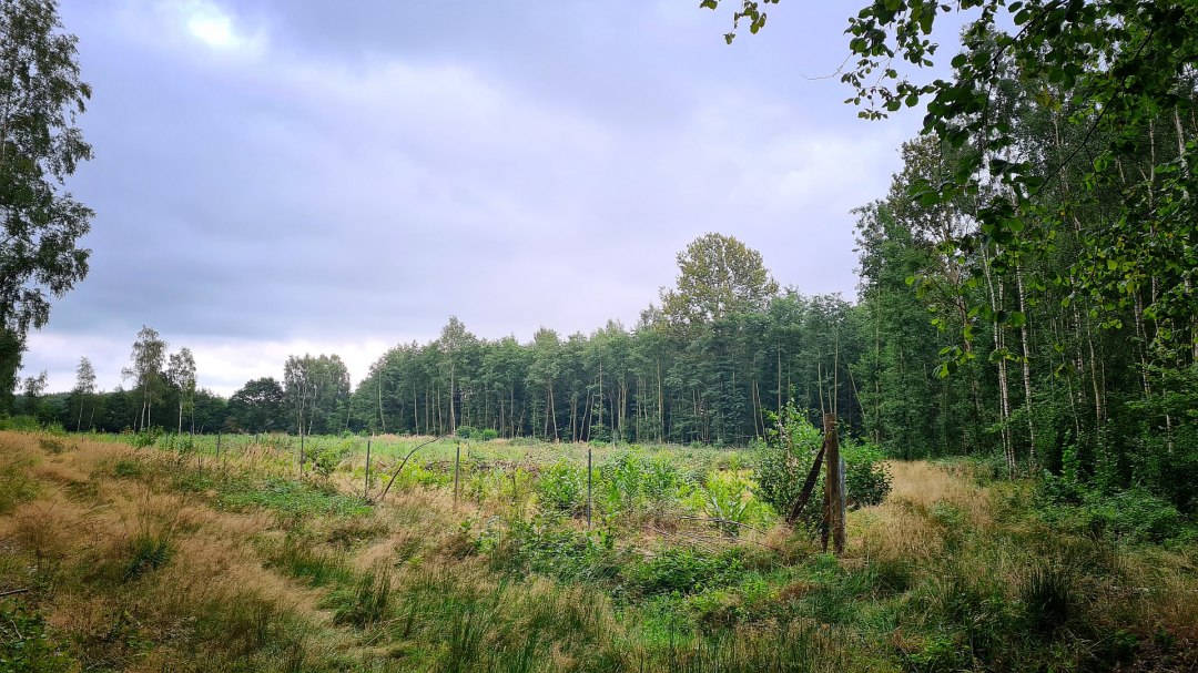 Klimaatbos Sehlen, © Landesforst MV