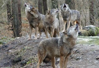 De roedel wolven zwerft door het kreupelhout en begint een geweldig brulconcert // &copy; Wildpark-MV