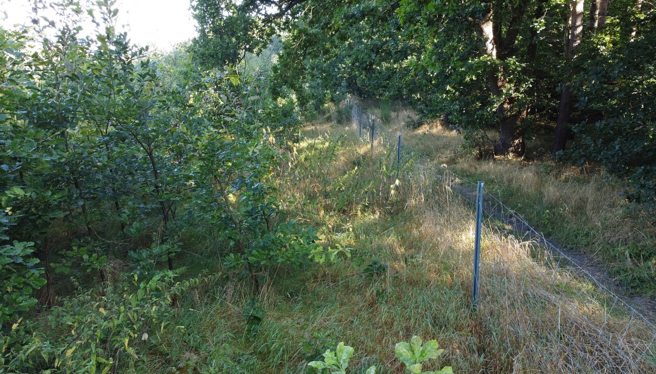 Klimatyczny las Bad Kleinen, © Landesforst MV