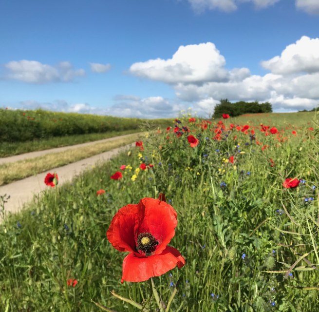 Das Seedorfer Hügelland summt und blüht und eröffnet herrliche Ausblicke. // © Kurverwaltung Sellin Das Seedorfer Hügelland summt und blüht und eröffnet herrliche Ausblicke. // © Kurverwaltung Sellin