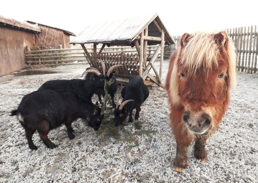 Pony Kasi visiting the goats, © Heimattierhof