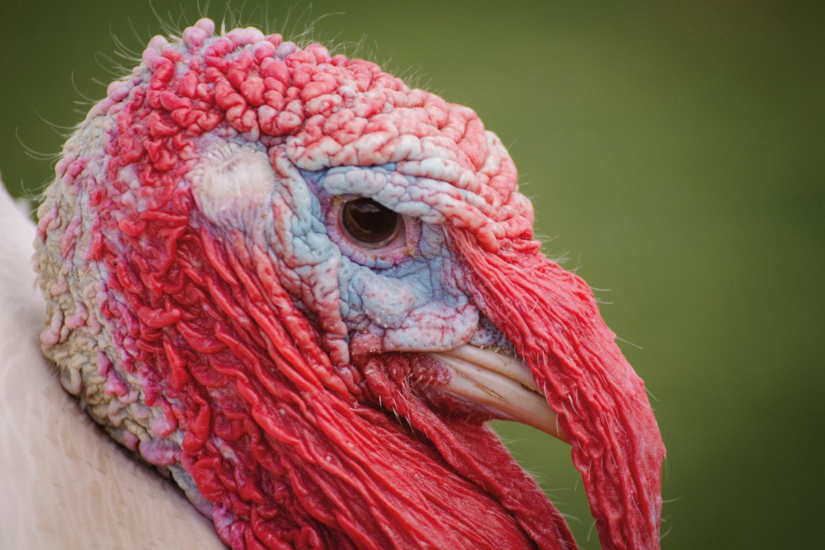 Gobbler Heinz heeft alles in beeld, © Land der Tiere Gobbler Heinz heeft alles in beeld, © Land der Tiere