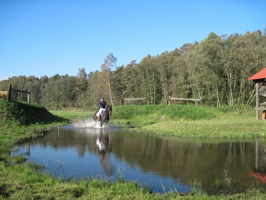 Consulant in water, © Trakehnerhof Valluhn