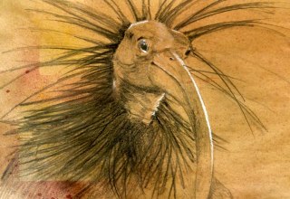 Northern Bald Ibis 2013, graphite on colored wrapping paper // &copy; Ursula K&ouml;ppl