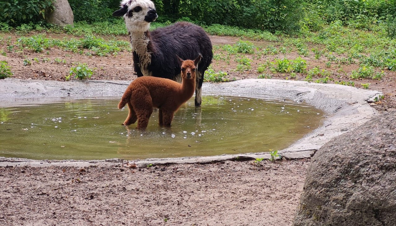 Alpaca's hebben een zeer dikke vacht en genieten daarom van tijd tot tijd van een bad., © Tierpark Wolgast