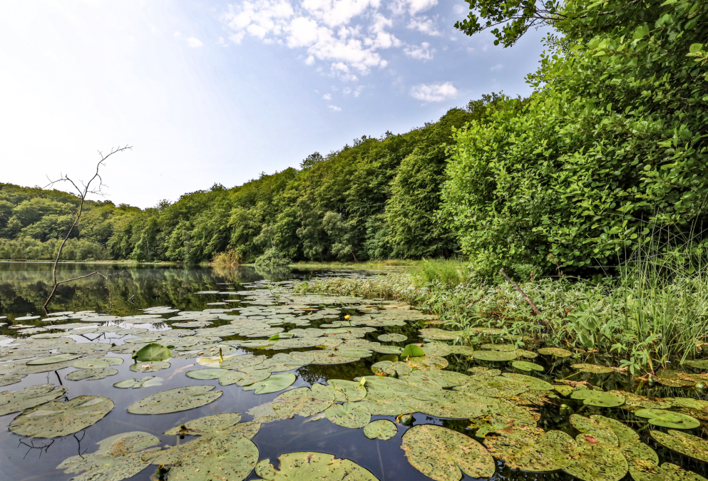 black-lake-in-the-granitz_3, © TMV/Gohlke
