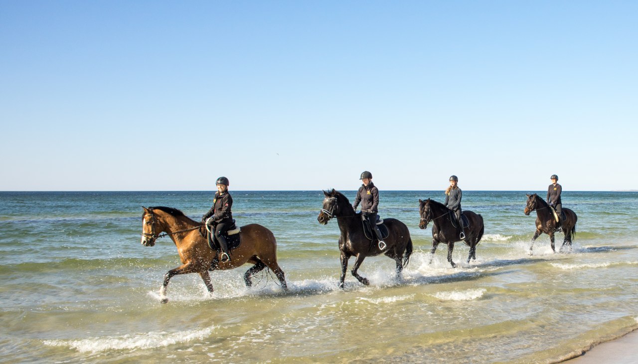 strandritt_trakehner_1, © Bernsteinreiter e.V.