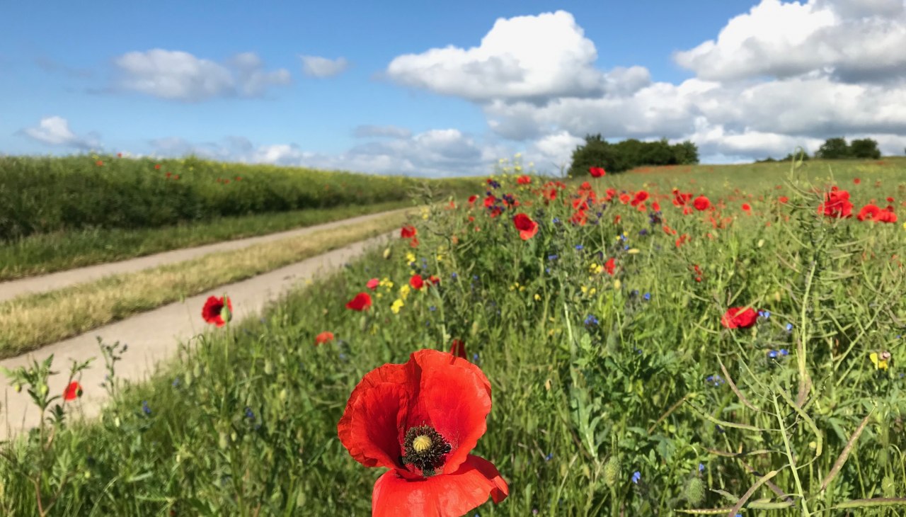 The Seedorf hill country hums and blooms and offers magnificent views., © Kurverwaltung Sellin The Seedorf hill country hums and blooms and offers magnificent views., © Kurverwaltung Sellin