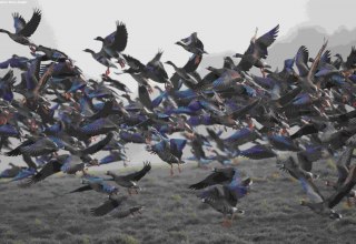 Wild geese, &copy; Gudrun Marin-Ziegler